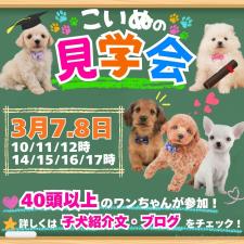 矢込晴菜ブリーダー