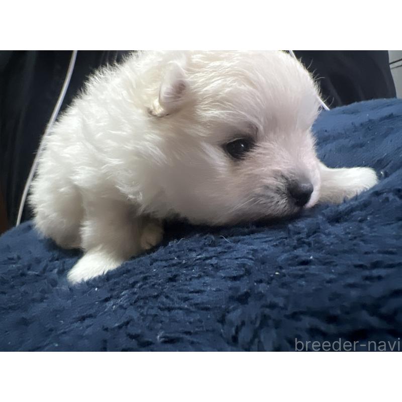 販売中の茨城県のポメラニアン-445565の10枚目