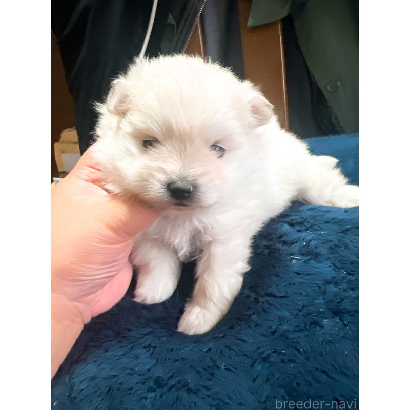 販売中の茨城県のポメラニアン-445565の9枚目