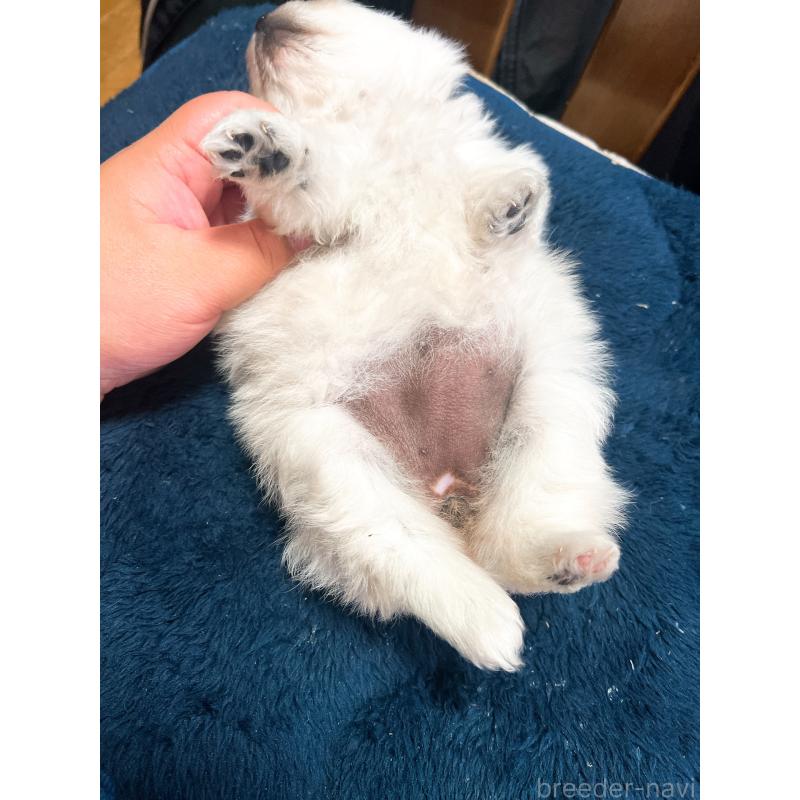 販売中の茨城県のポメラニアン-445565の8枚目