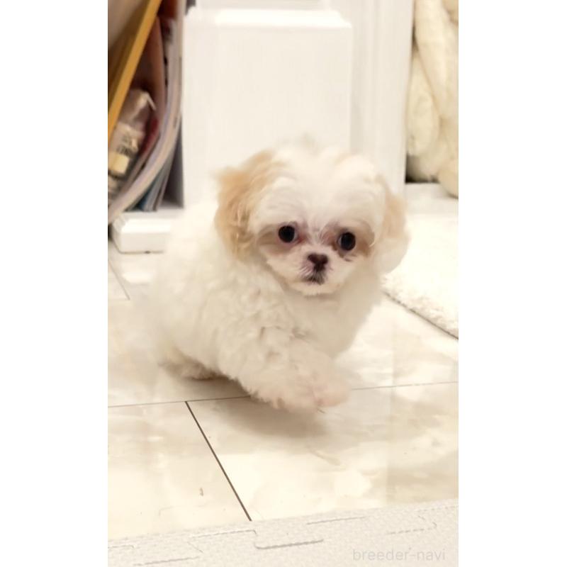 販売中の埼玉県のミックス犬-447194の13枚目