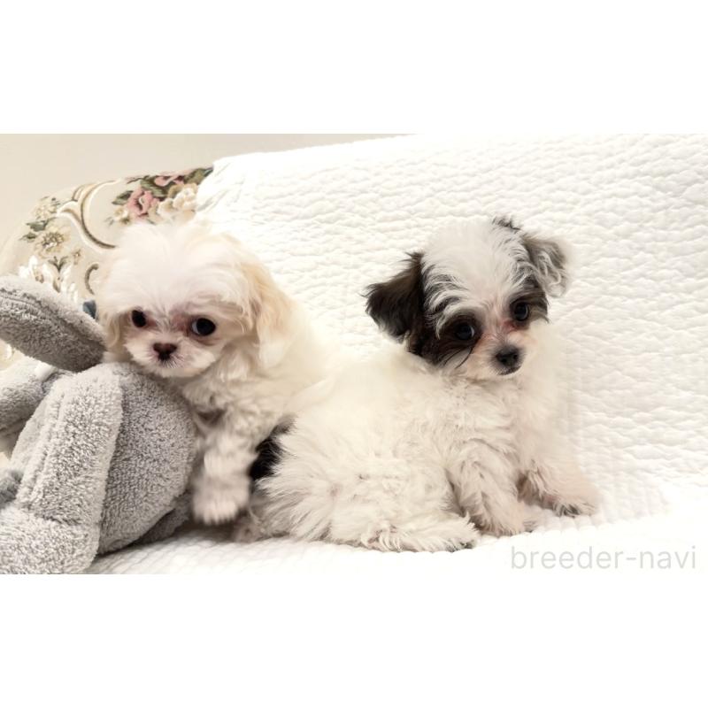 販売中の埼玉県のミックス犬-447194の12枚目