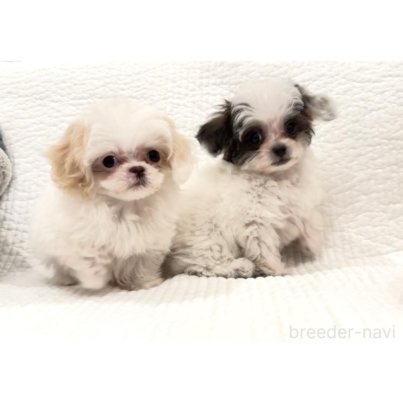 販売中の埼玉県のミックス犬-447194の11枚目