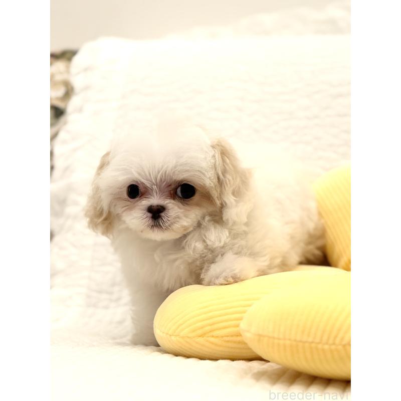 販売中の埼玉県のミックス犬-447194の10枚目