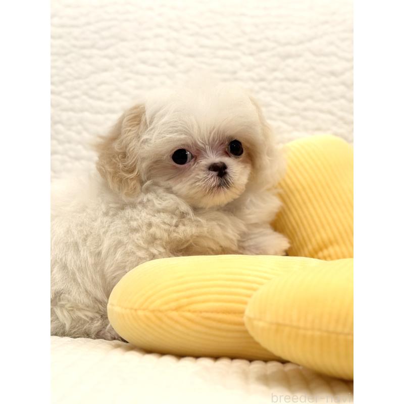 販売中の埼玉県のミックス犬-447194の9枚目