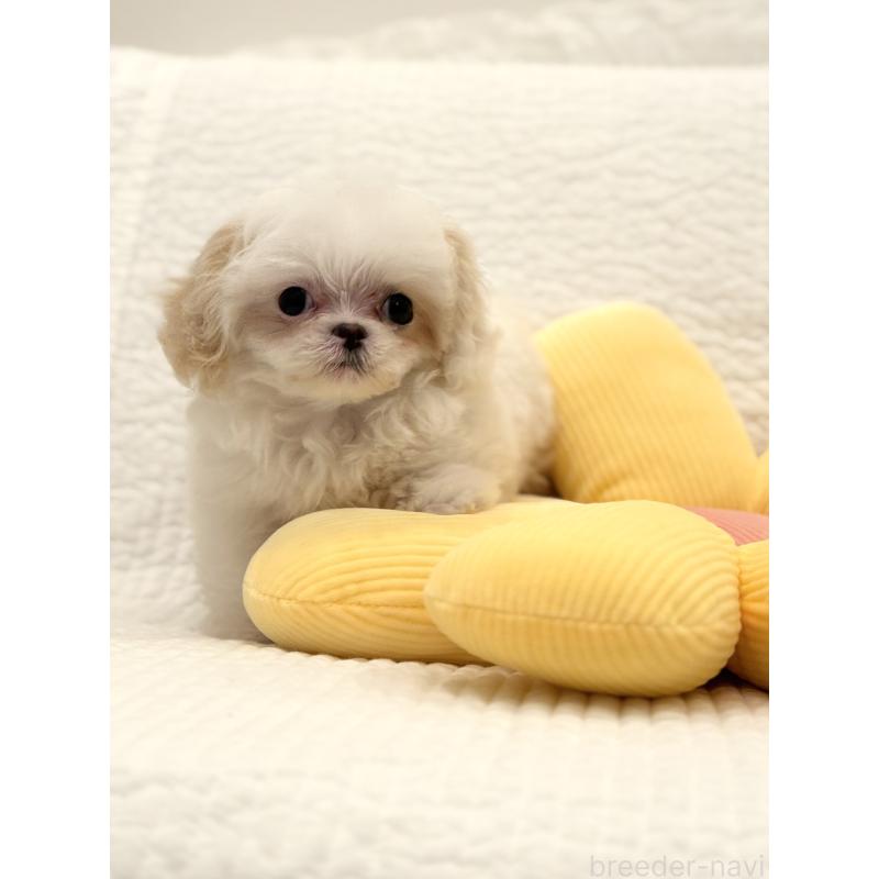 販売中の埼玉県のミックス犬-447194の8枚目