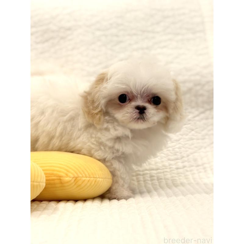 販売中の埼玉県のミックス犬-447194の7枚目