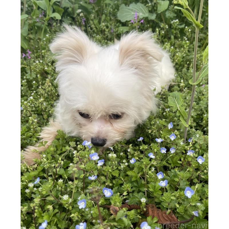 商談中の熊本県のチワマル:チワワ×マルチーズ-442262の2枚目