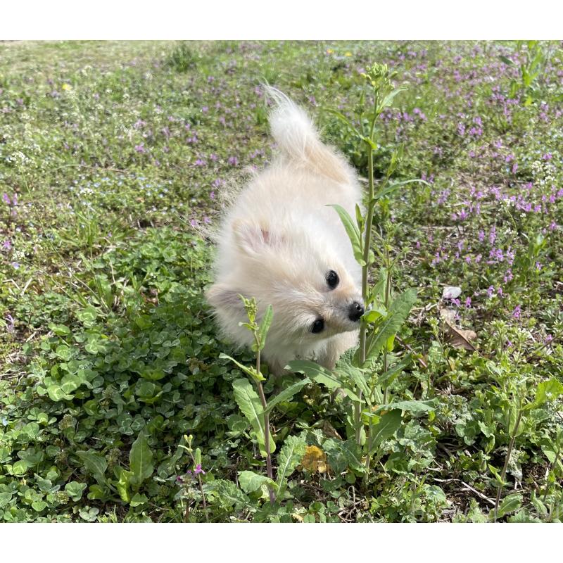 販売中の熊本県のポメラニアン-435937の2枚目