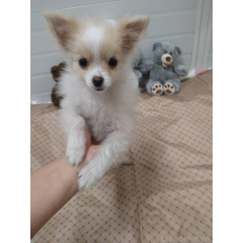 販売中の熊本県のポメラニアン-435924の3枚目