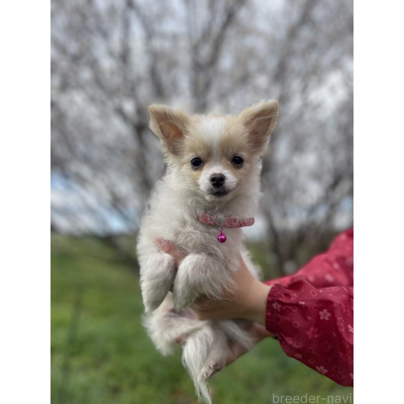 販売中の熊本県のポメラニアン-435924の2枚目