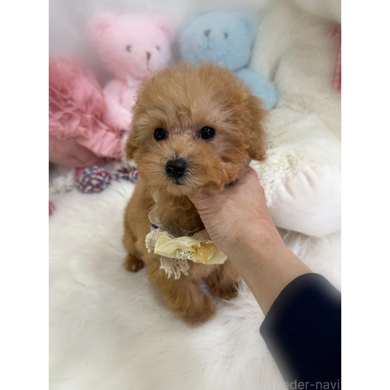 販売中の香川県のタイニープードル-433644の2枚目
