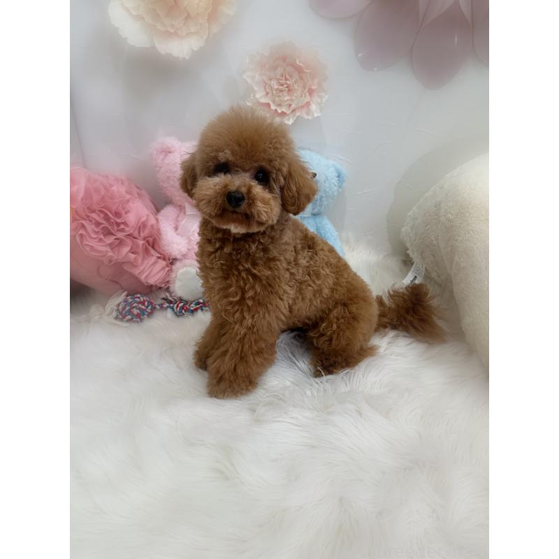 販売中の香川県のタイニープードル-386297の3枚目