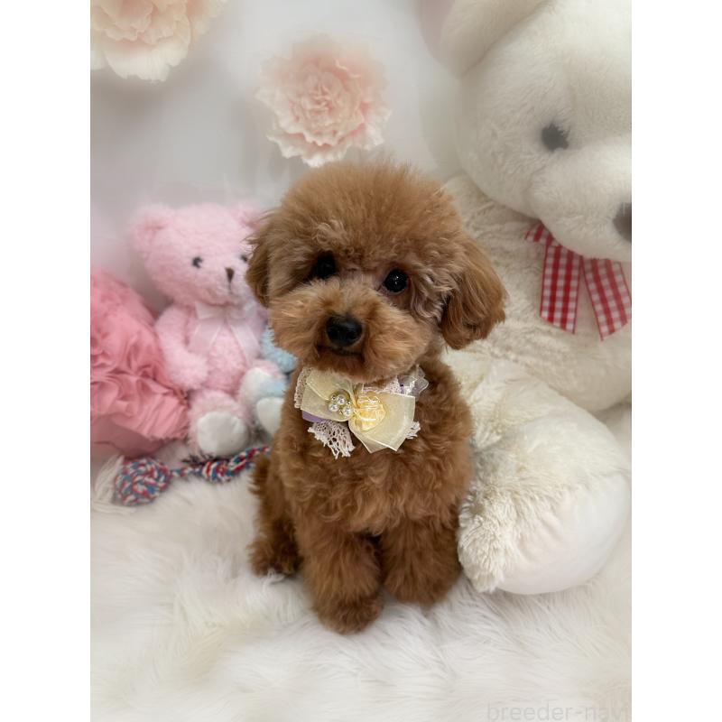 販売中の香川県のタイニープードル-386297の2枚目