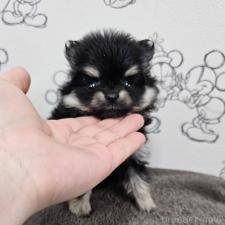 ♀︎ポメラニアン