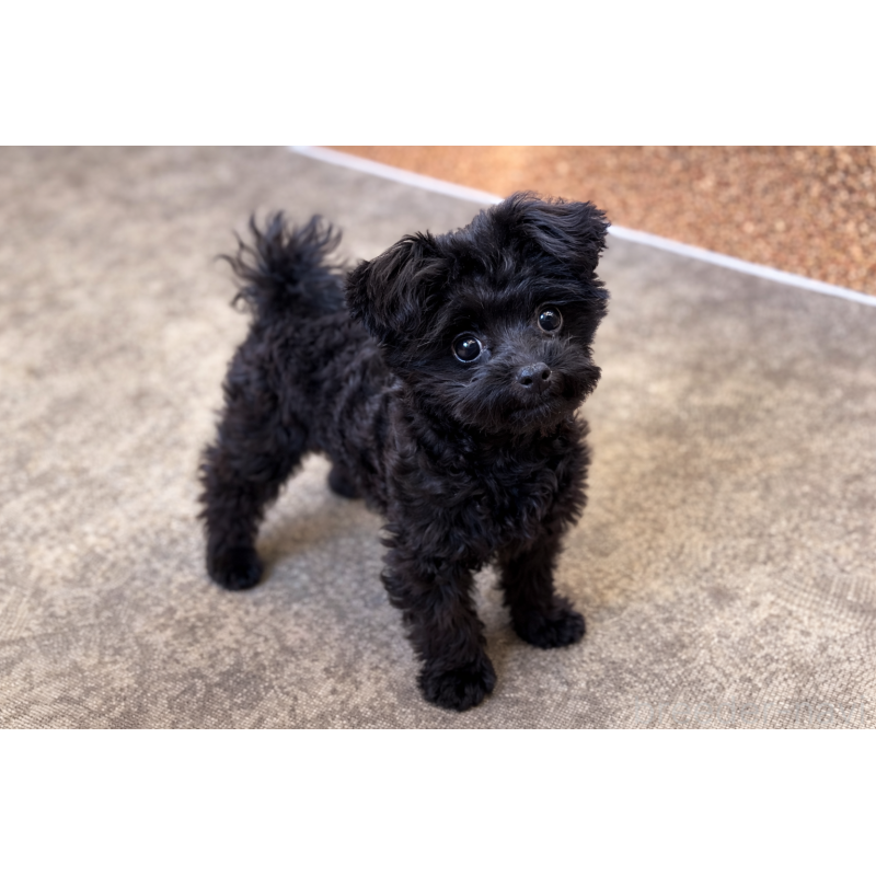 商談中の山口県のポメプー:ポメラニアン×トイプードル-432100の3枚目