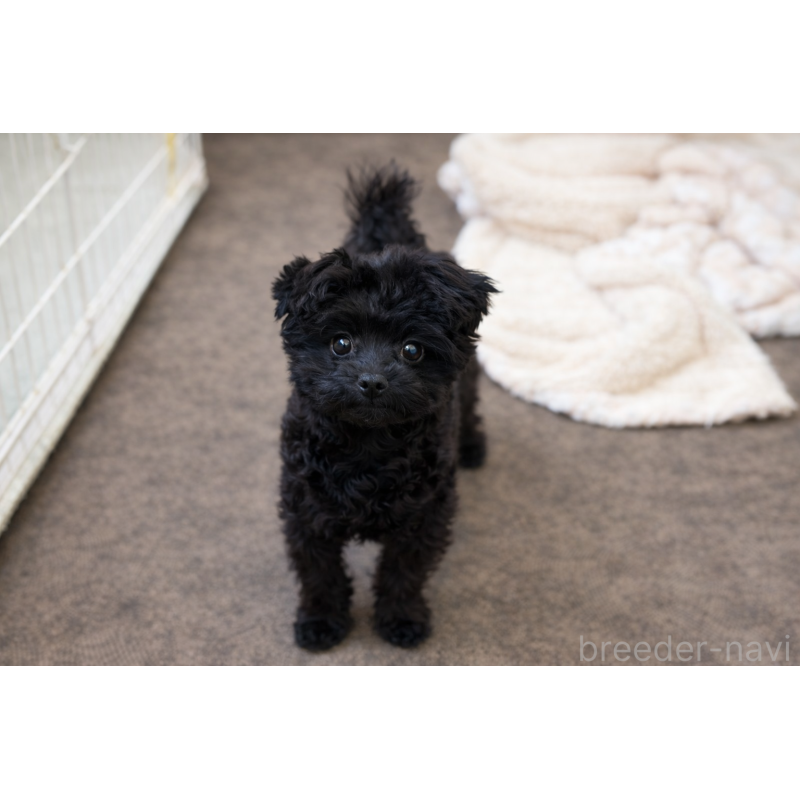 商談中の山口県のポメプー:ポメラニアン×トイプードル-432100の2枚目