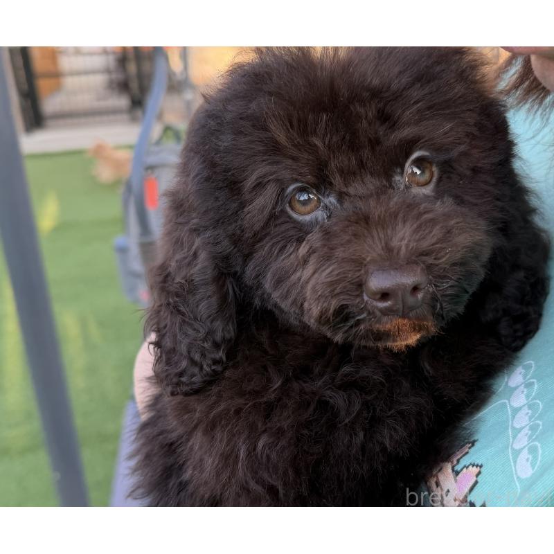 販売中の埼玉県のトイプードル-425154の4枚目