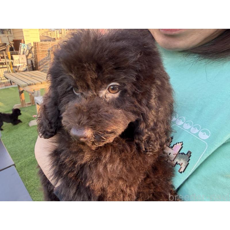 販売中の埼玉県のトイプードル-425154の3枚目