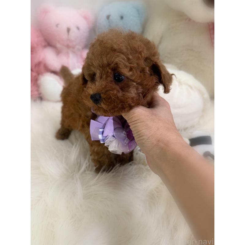 販売中の香川県のトイプードル-446804の12枚目