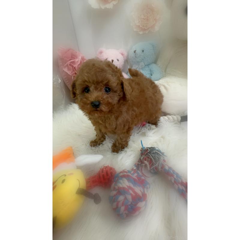 販売中の香川県のトイプードル-446804の11枚目