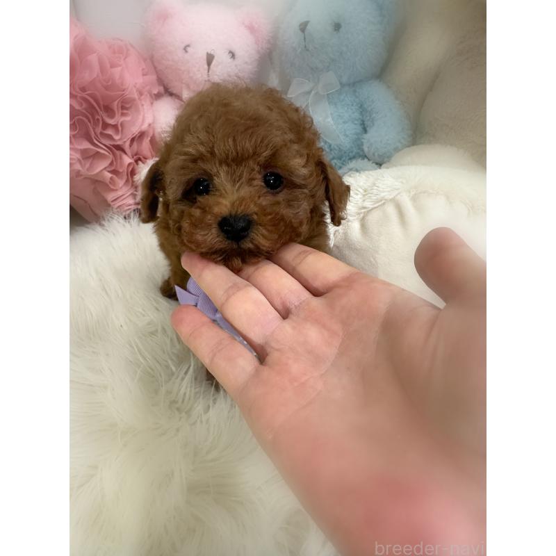 販売中の香川県のトイプードル-446804の10枚目