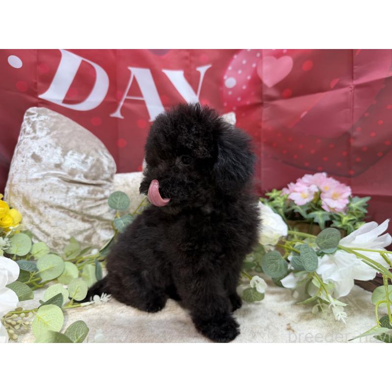 販売中の埼玉県のトイプードル-406987の8枚目