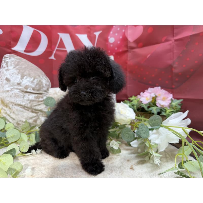 販売中の埼玉県のトイプードル-406987の7枚目