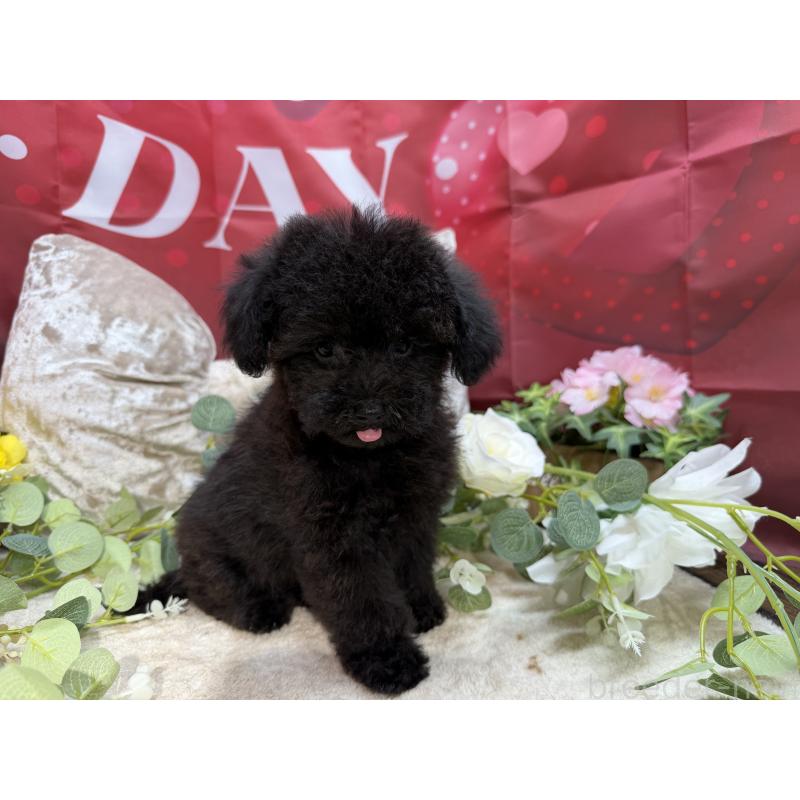 販売中の埼玉県のトイプードル-406987の6枚目