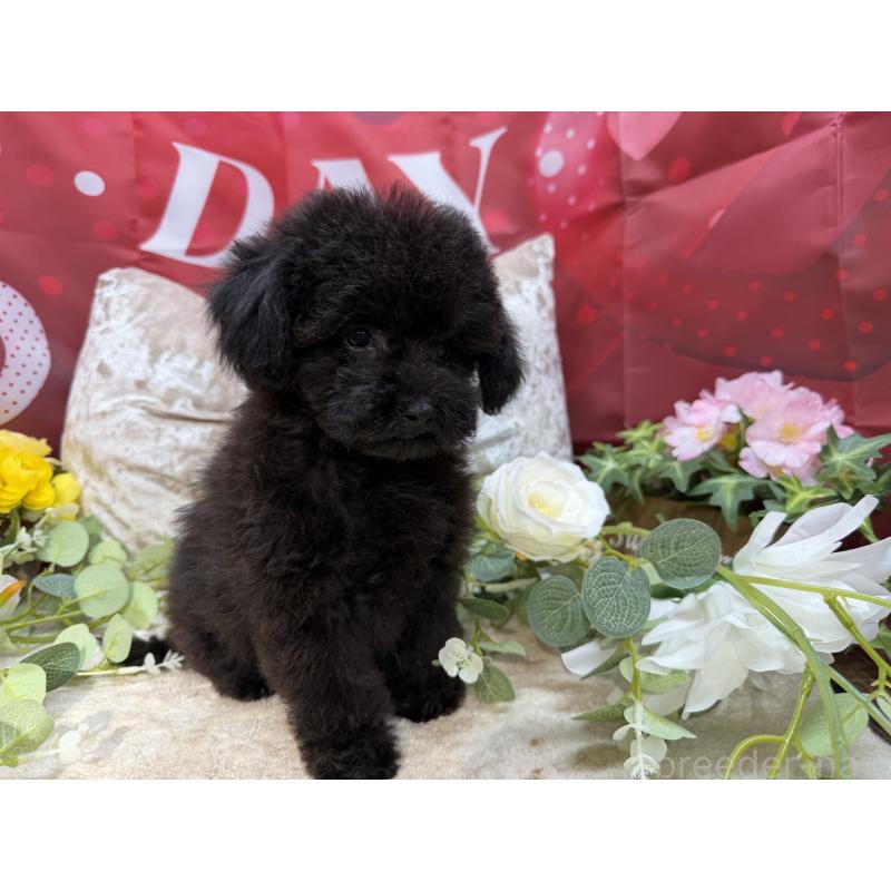 販売中の埼玉県のトイプードル-406987の5枚目