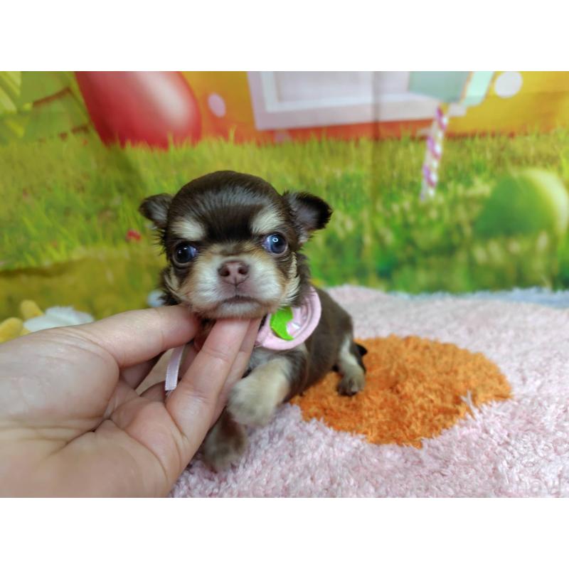 販売中の神奈川県のチワワ(ロングコート)-447984