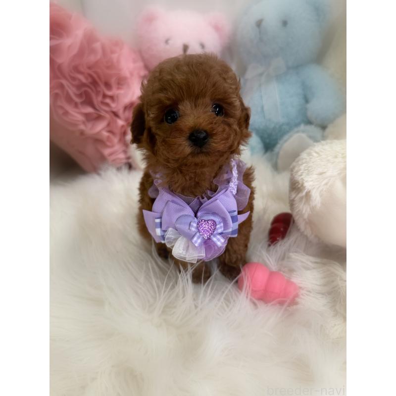 販売中の香川県のタイニープードル-446811の14枚目