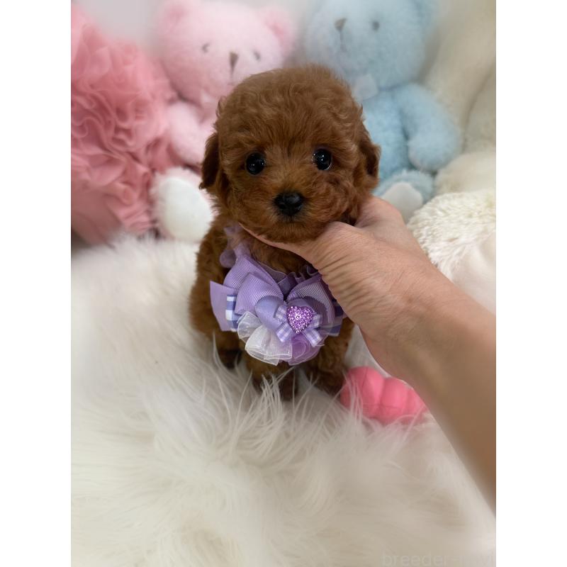 販売中の香川県のタイニープードル-446811の13枚目