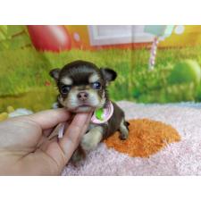 ♀︎チワワ(ロングコート)