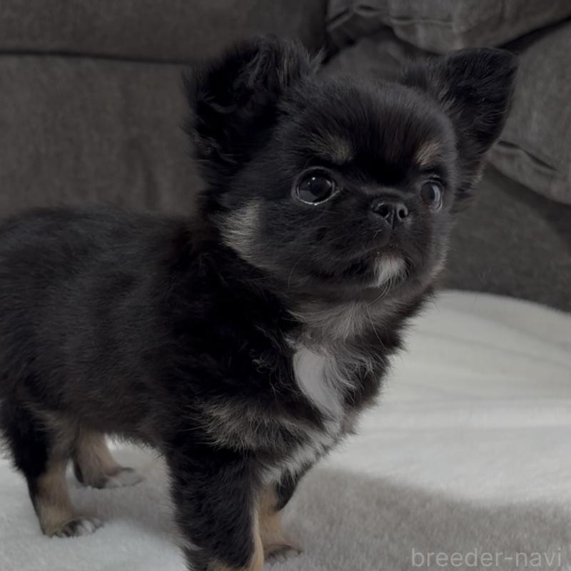 成約済の福岡県のチワワ(ロングコート)-445144の4枚目