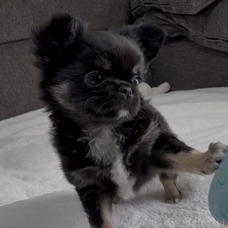 成約済の福岡県のチワワ(ロングコート)-445144の3枚目