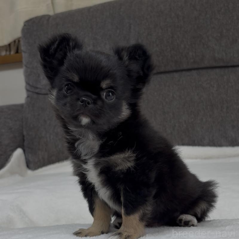 成約済の福岡県のチワワ(ロングコート)-445144の2枚目