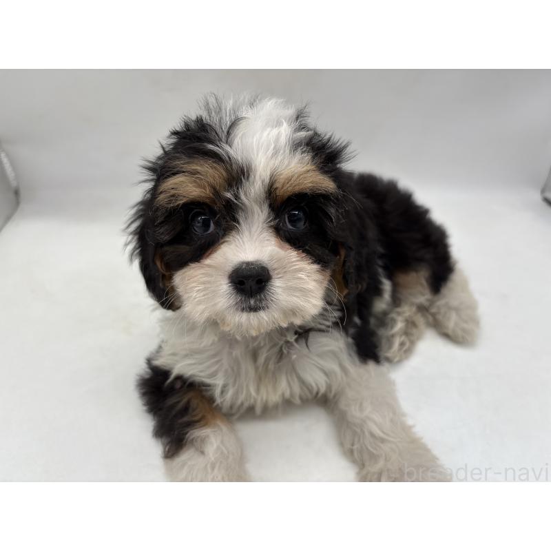 販売中の東京都のキャバプー:キャバリア×トイプードル-445633の5枚目