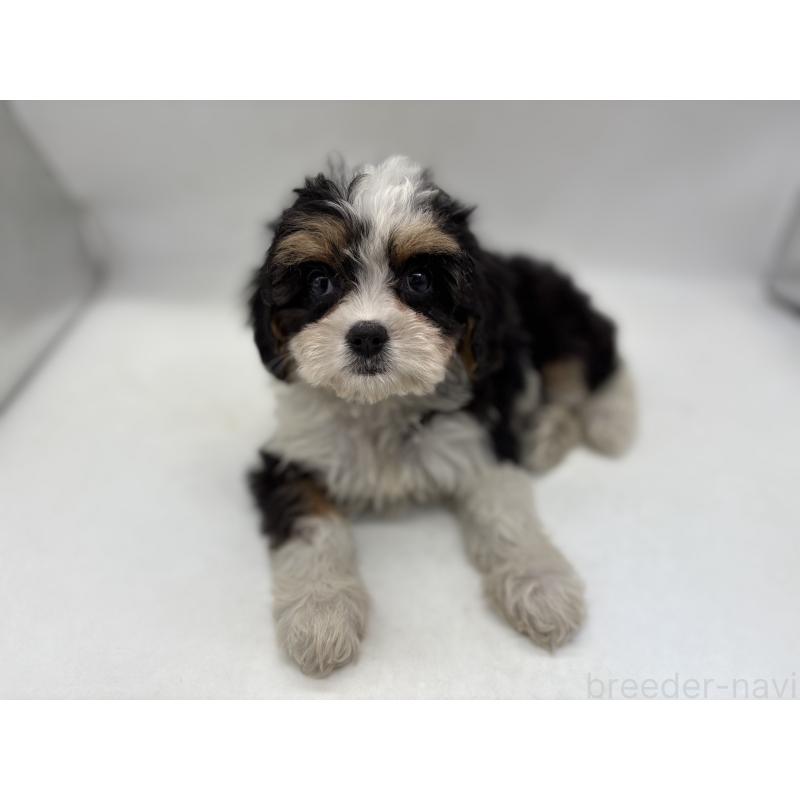 販売中の東京都のキャバプー:キャバリア×トイプードル-445633の4枚目