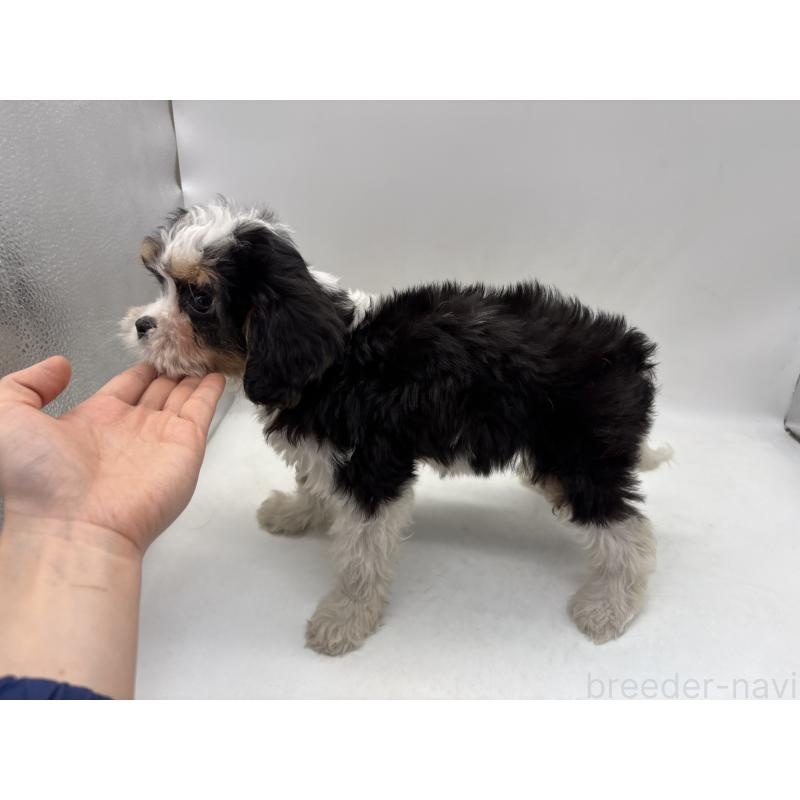 販売中の東京都のキャバプー:キャバリア×トイプードル-445633の3枚目