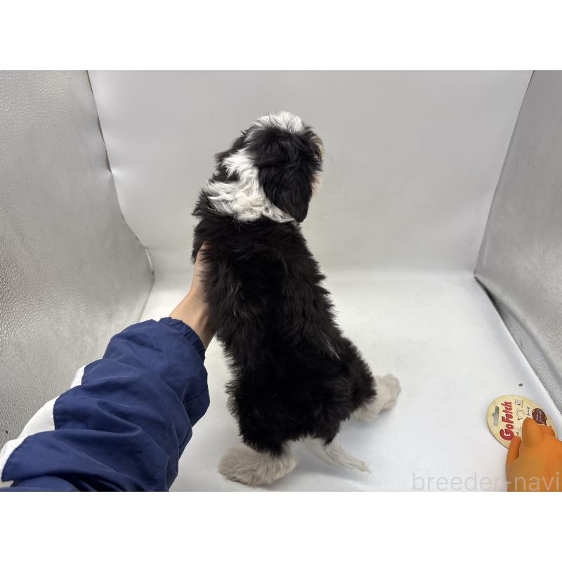 販売中の東京都のキャバプー:キャバリア×トイプードル-445633の2枚目