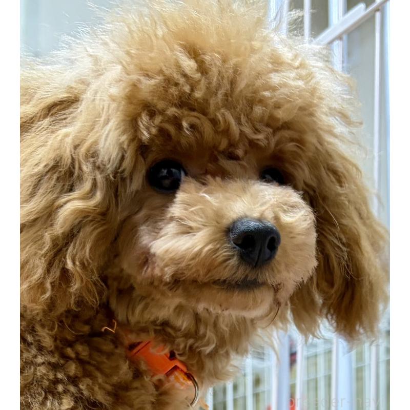 販売中の神奈川県のトイプードル-441692の3枚目