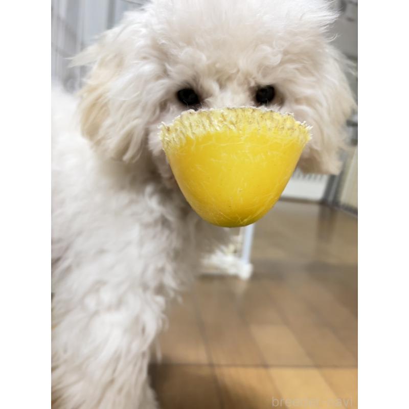 商談中の神奈川県のトイプードル-441746の2枚目