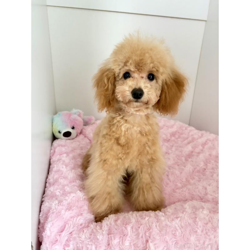 販売中の神奈川県のタイニープードル-441684の12枚目