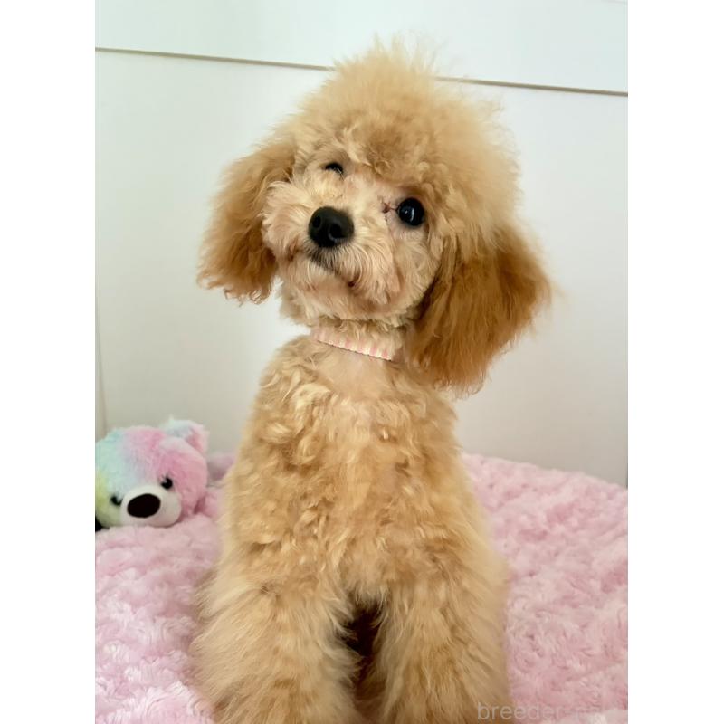 販売中の神奈川県のタイニープードル-441684の11枚目