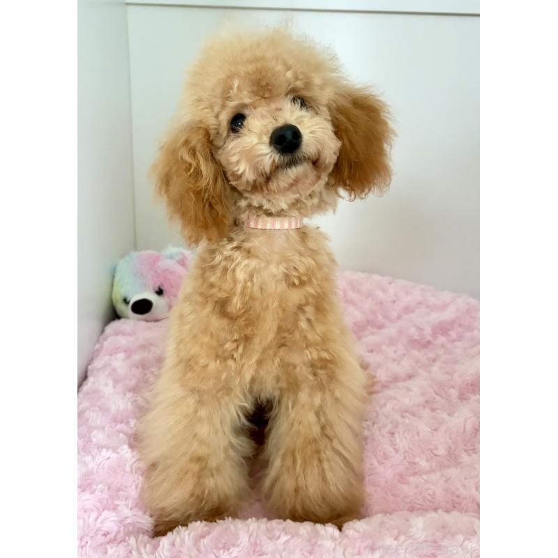 販売中の神奈川県のタイニープードル-441684の10枚目