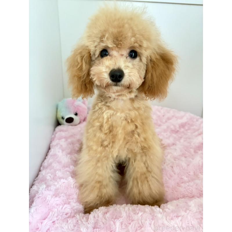 販売中の神奈川県のタイニープードル-441684の9枚目