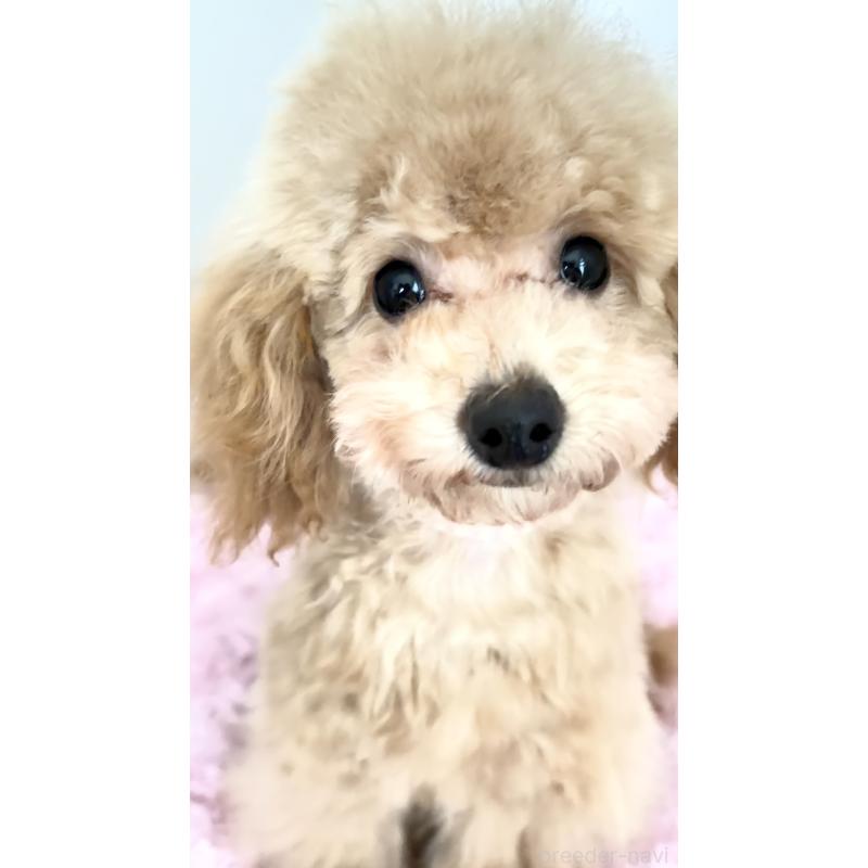 販売中の神奈川県のタイニープードル-441684の8枚目