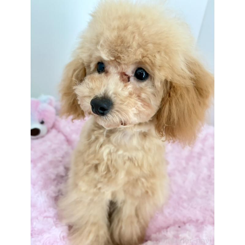 販売中の神奈川県のタイニープードル-441684の7枚目