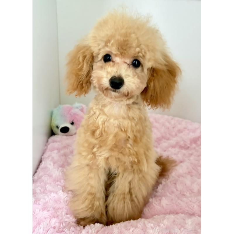 販売中の神奈川県のタイニープードル-441684の6枚目